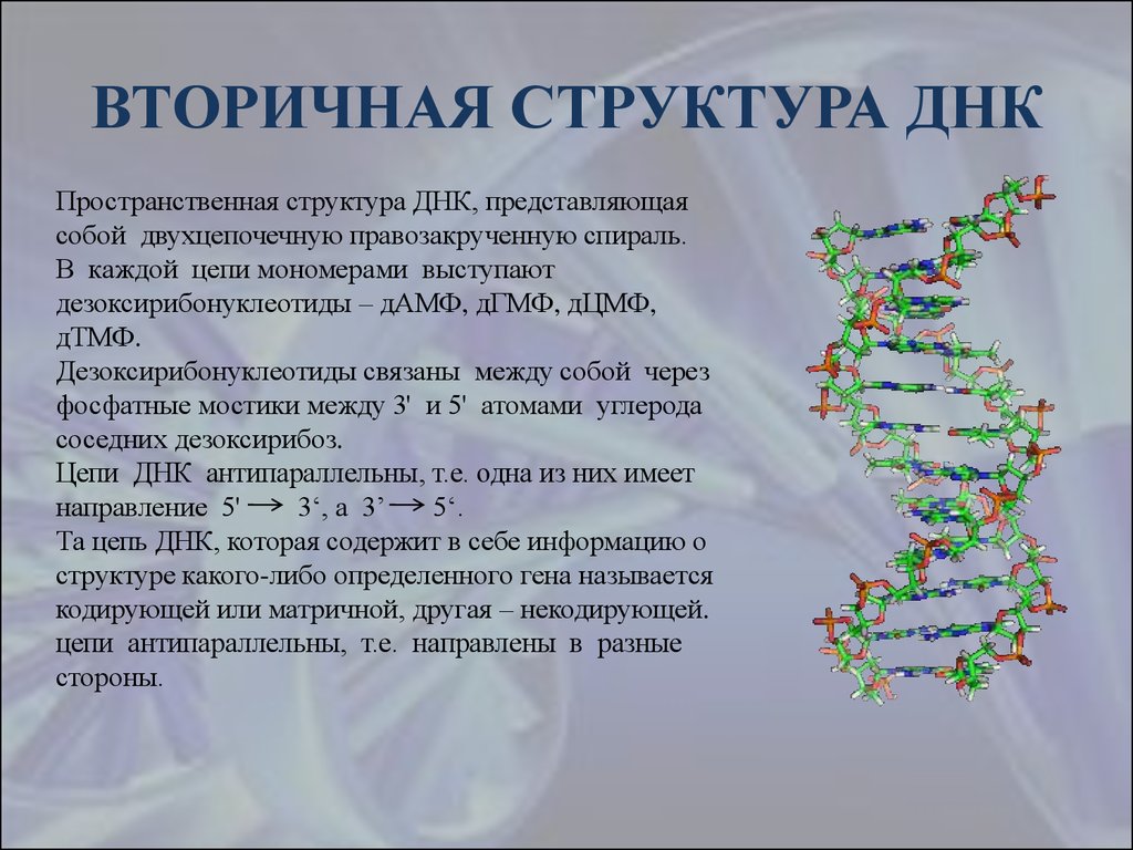 Характеристика структуры днк. Вторичная структура ДНК. Строение вторичной структуры ДНК. Характеристики первичной, вторичной, третичной структуры ДНК. Вторичная структура ДНК формула.
