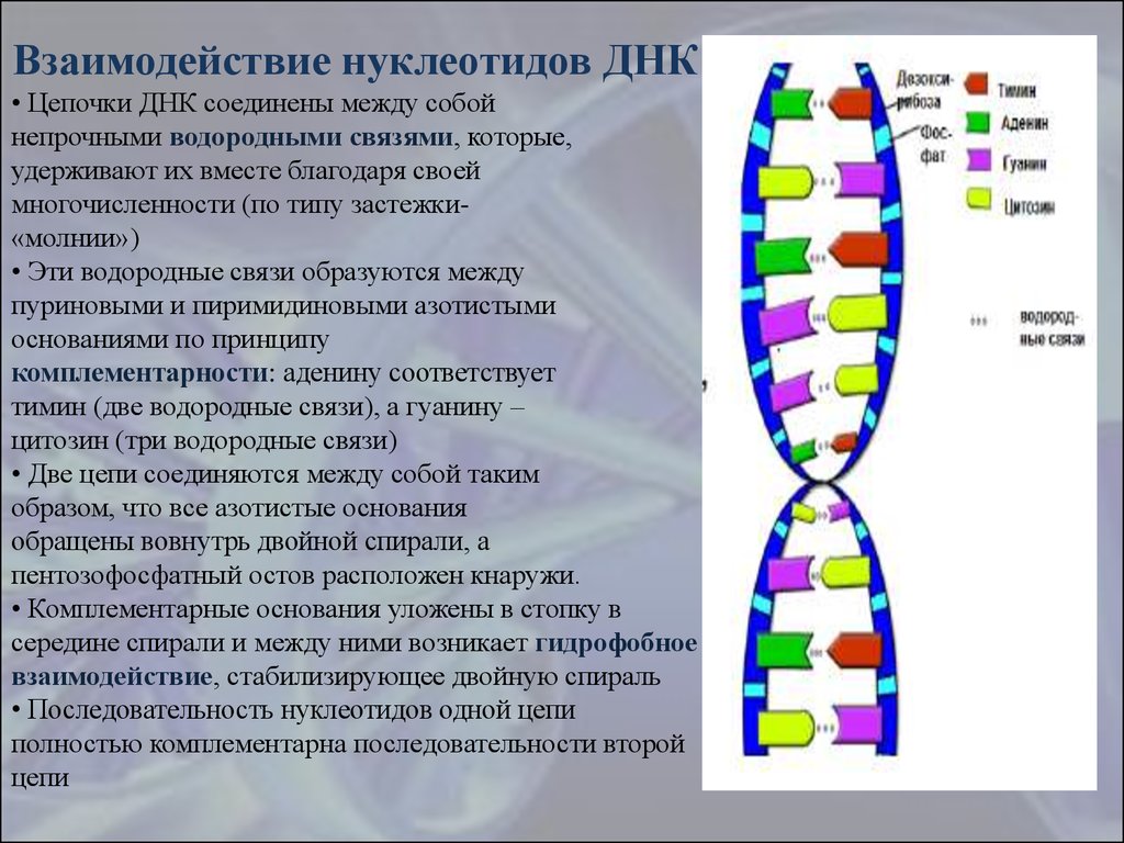 Синтез комплементарной цепи днк