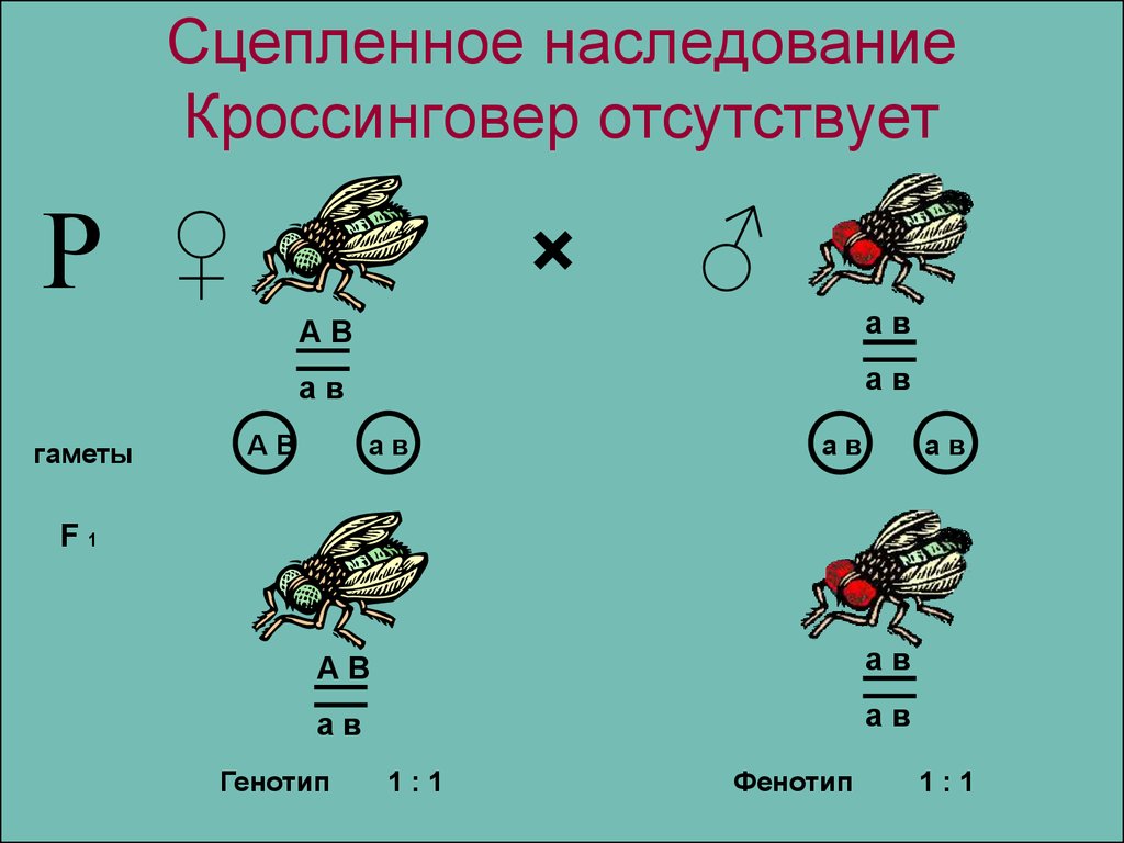 Кроссинговер егэ биология