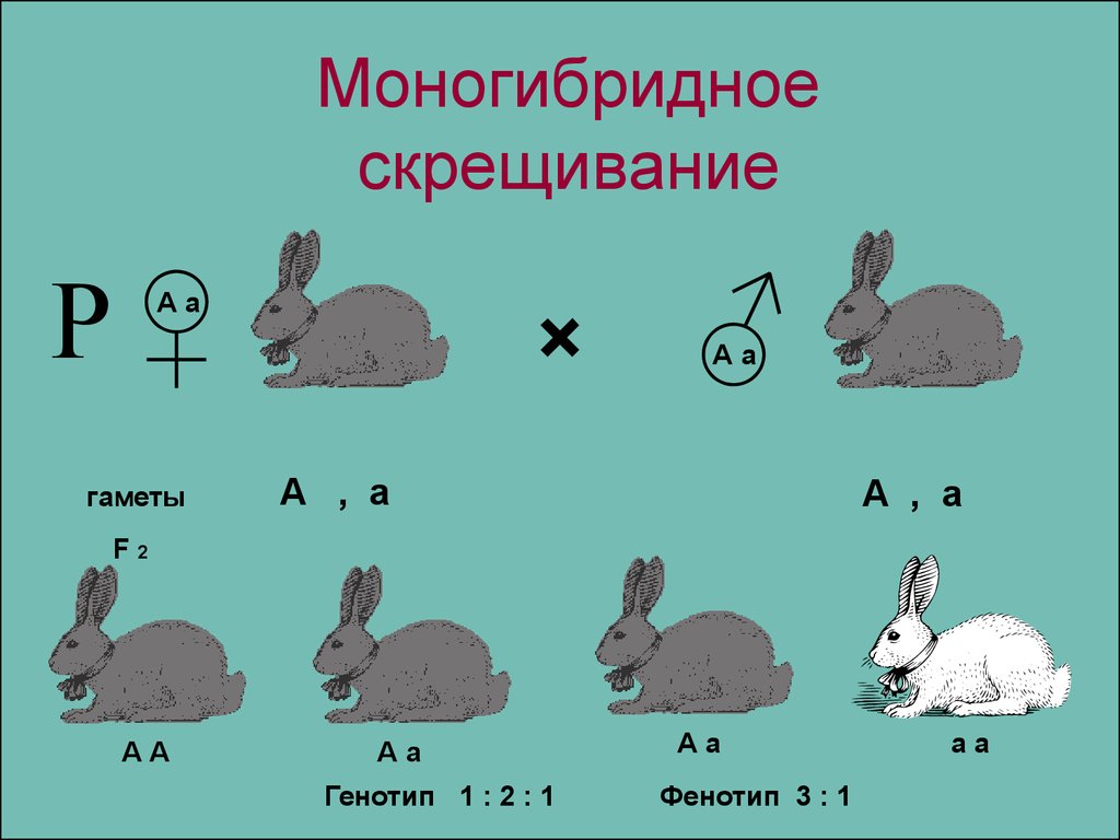 Генетические задачи с рисунками