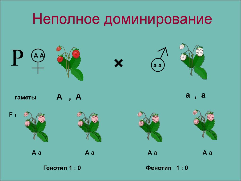 Неполное доминирование презентация