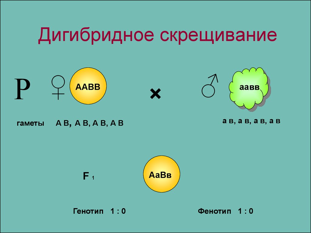 Дигибридное скрещивание схема