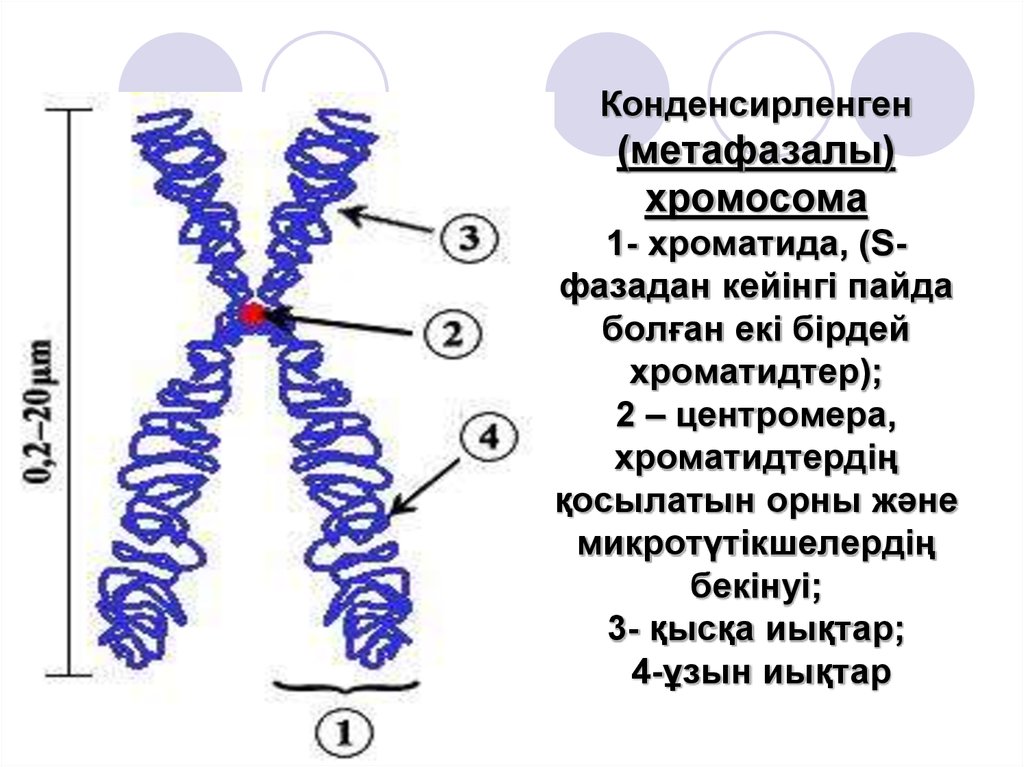 Хромасома. Хромосома и хроматида. Хроматин хроматиды хромосомы. ДНК хромосама хроматиды. Строение хромосомы хроматиды.