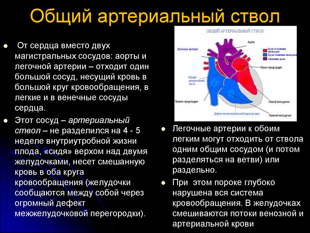 Вид легочной артерии. Общий артериальный ствол гемодинамика. ВПС общий артериальный ствол. Общий артериальный ствол сердца. Общий артериальный ствол презентация.