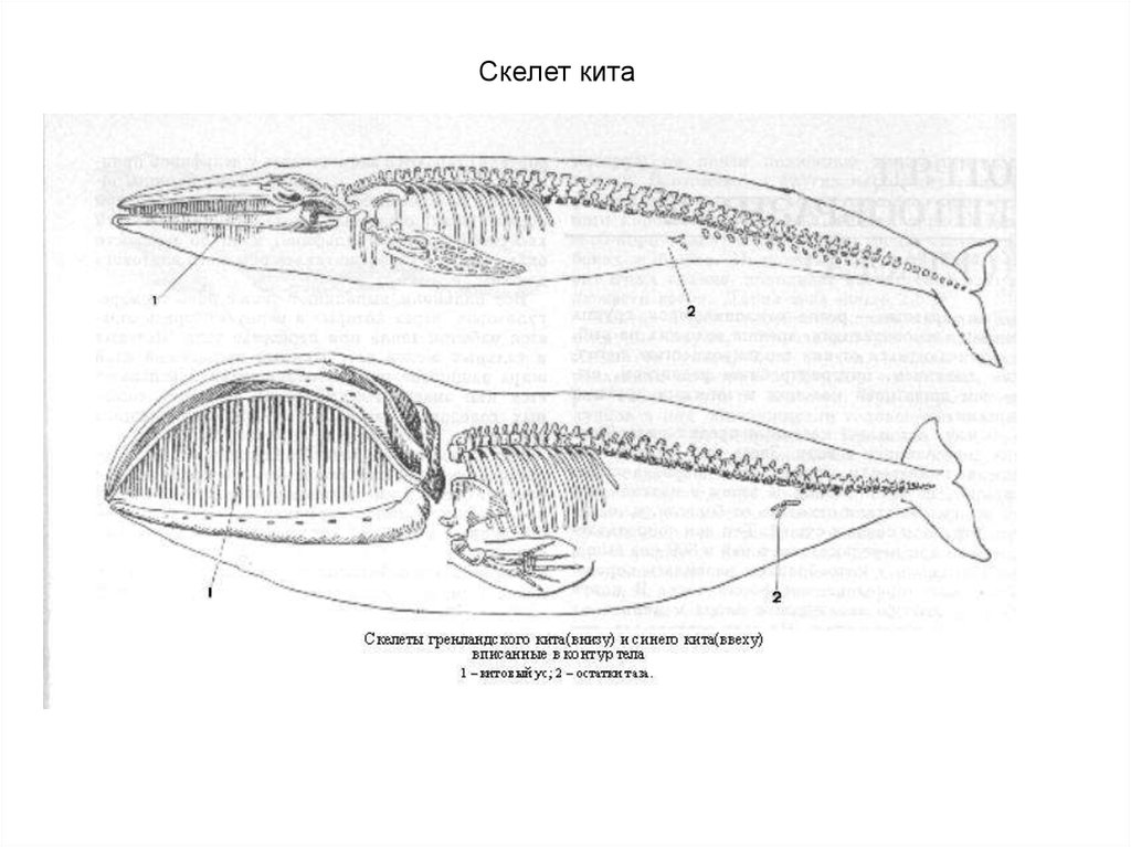 Скелет кита рисунок