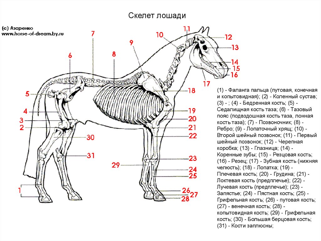 6 где конь. Строение путового сустава лошади. Берцовая кость лошади. Путовый сустав лошади анатомия. Скелет лошади анатомия кости.