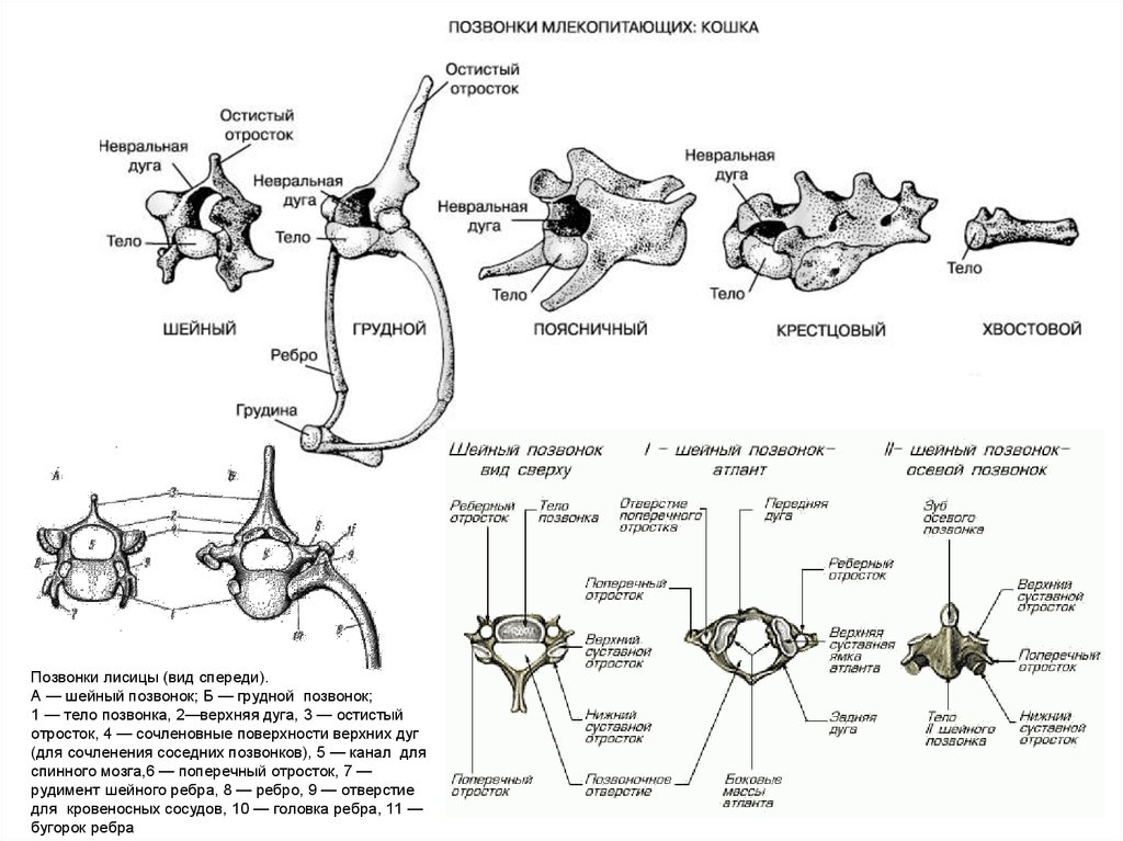 Особенности строения отделов позвоночника у млекопитающих. Позвонки лисицы вид спереди. Поясничный позвонок КРС анатомия. Скелет позвонка спереди. Позвонки млекопитающих сбоку.