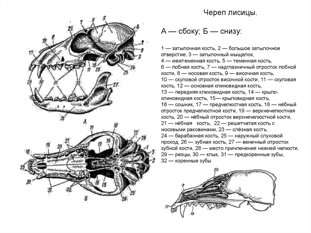 Череп кошки рисунок с подписями