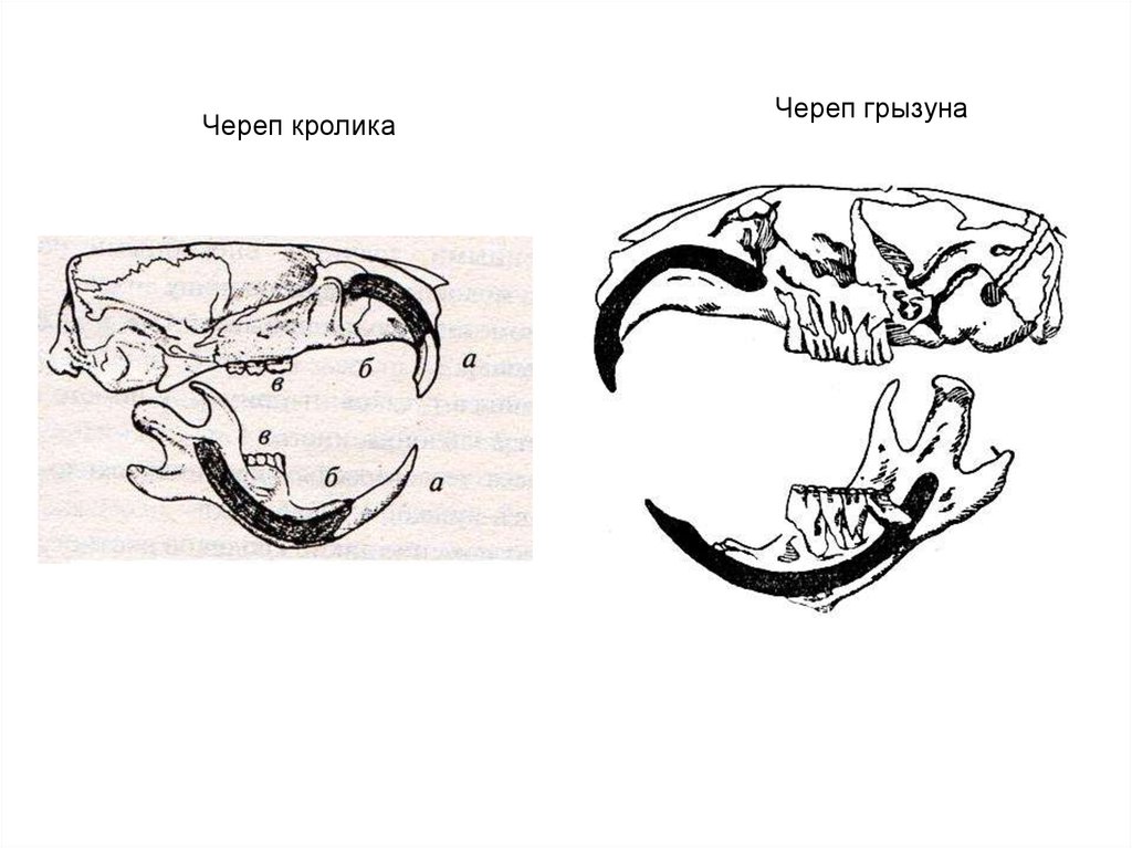 Череп морской свинки. Схема промеров черепа грызунов. Череп грызунов строение. Череп млекопитающих.