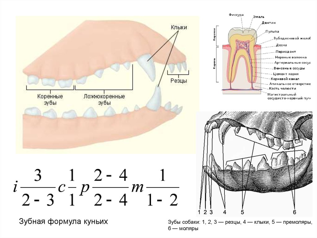 Появление челюстей у позвоночных. Зубная формула резцы клыки премоляры. Зубы: резцы, клыки, коренные зубы.. Зубная система млекопитающих таблица. Зубная формула моляры премоляры.
