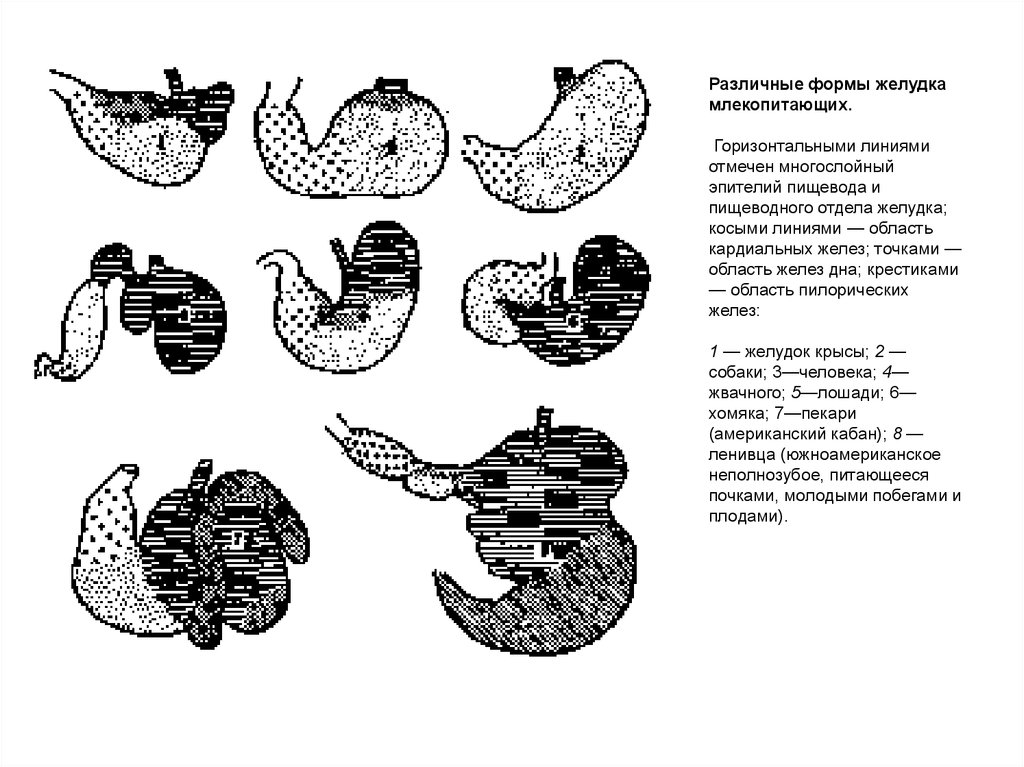 Формы желудка. Каскадная форма желудка. Формы желудка анатомия. Формы желудка у людей различных типов. Схема железистых зон желудка животных.