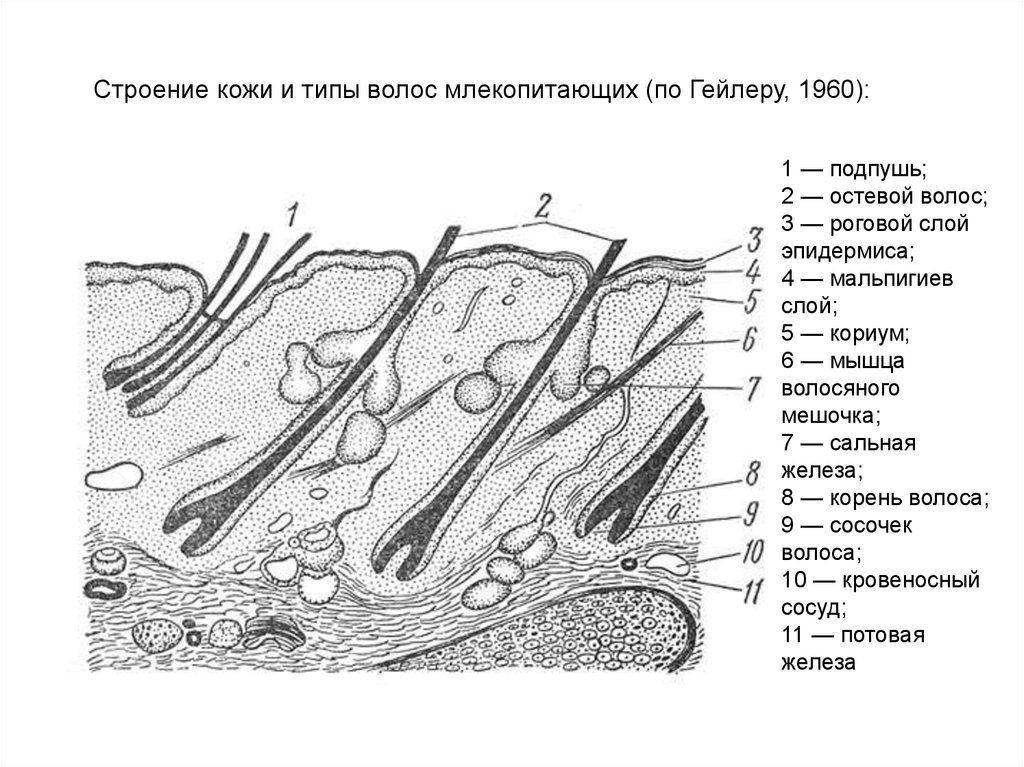 Кожный покров рисунок. Строение кожного Покрова млекопитающих. Кожный Покров млекопитающих схема. Строение эпидермиса кожи млекопитающих. Строение кожи и волоса млекопитающего.