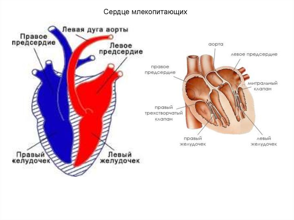 Сердце крокодилов состоит из камер. Схема строения сердца млекопитающих. Строение сердца млекопитающих 7 класс. Особенности строения сердца млекопитающих. Строение сердца млекопитающих клапаны.
