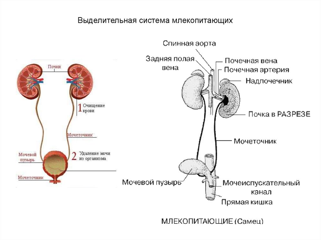 Схема строения почек разных видов животных