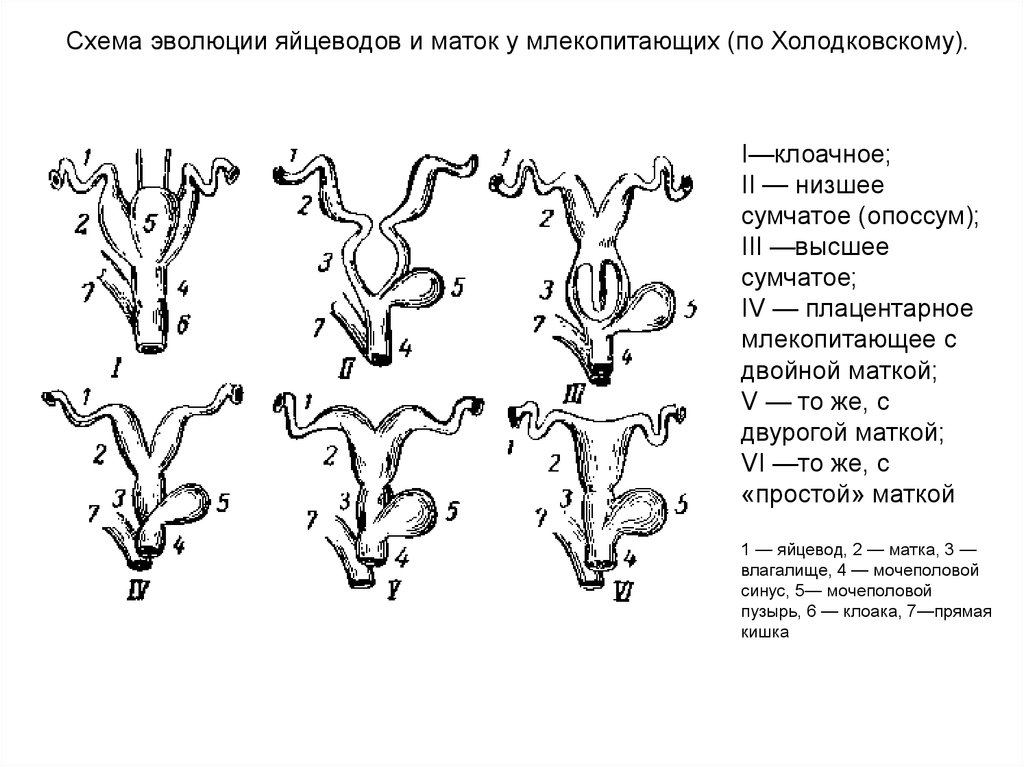 Развитие млекопитающих. Схема эволюции яйцеводов млекопитающих. Схема эволюции яйцеводов и маток у млекопитающих (по Холодковскому). Типы маток у млекопитающих. Половая система млекопитающих схема.