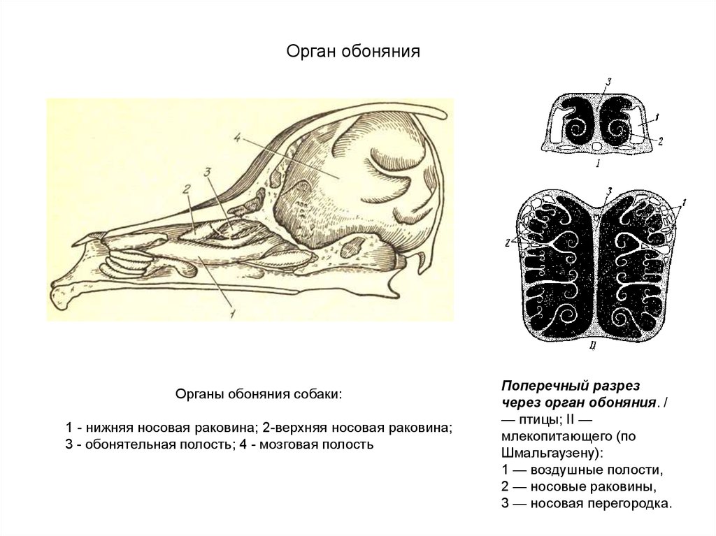 Органы обоняния у млекопитающих. Носовая полость собаки анатомия. Орган обоняния анатомия животных. Обонятельный анализатор собаки. Обонятельный анализатор анатомия животных.