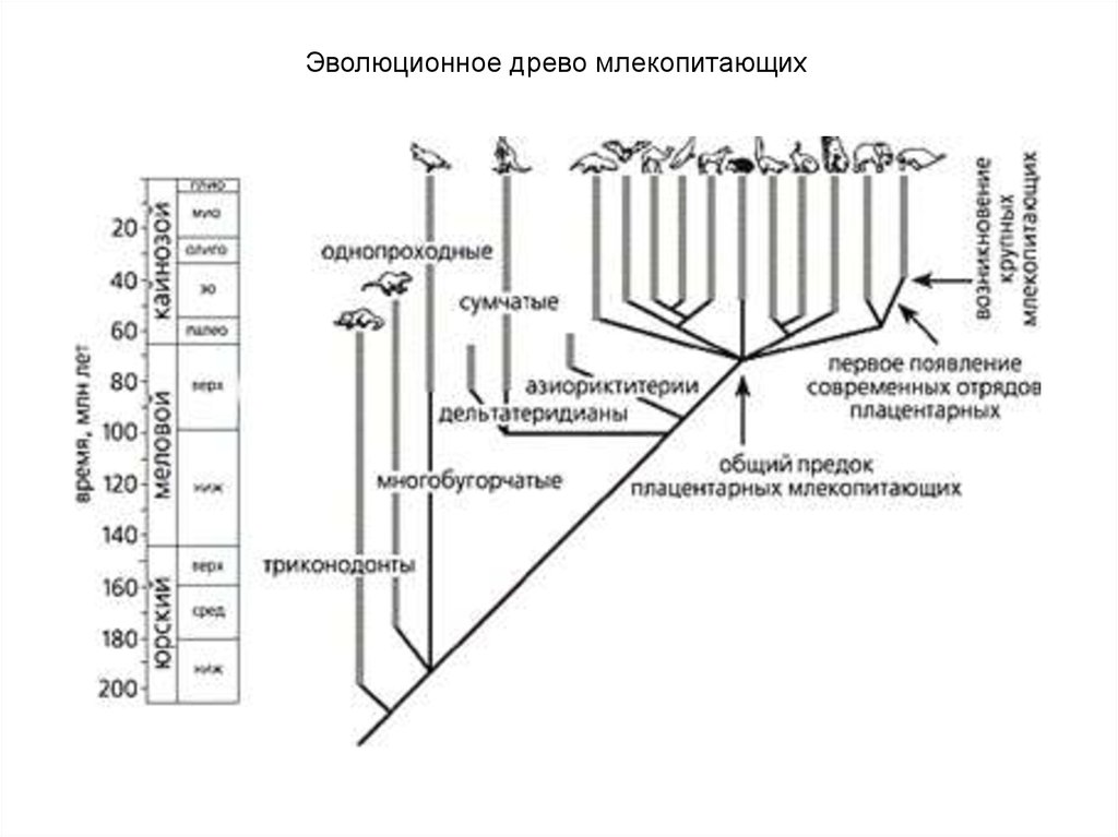 Схема эволюции млекопитающих среди других позвоночных