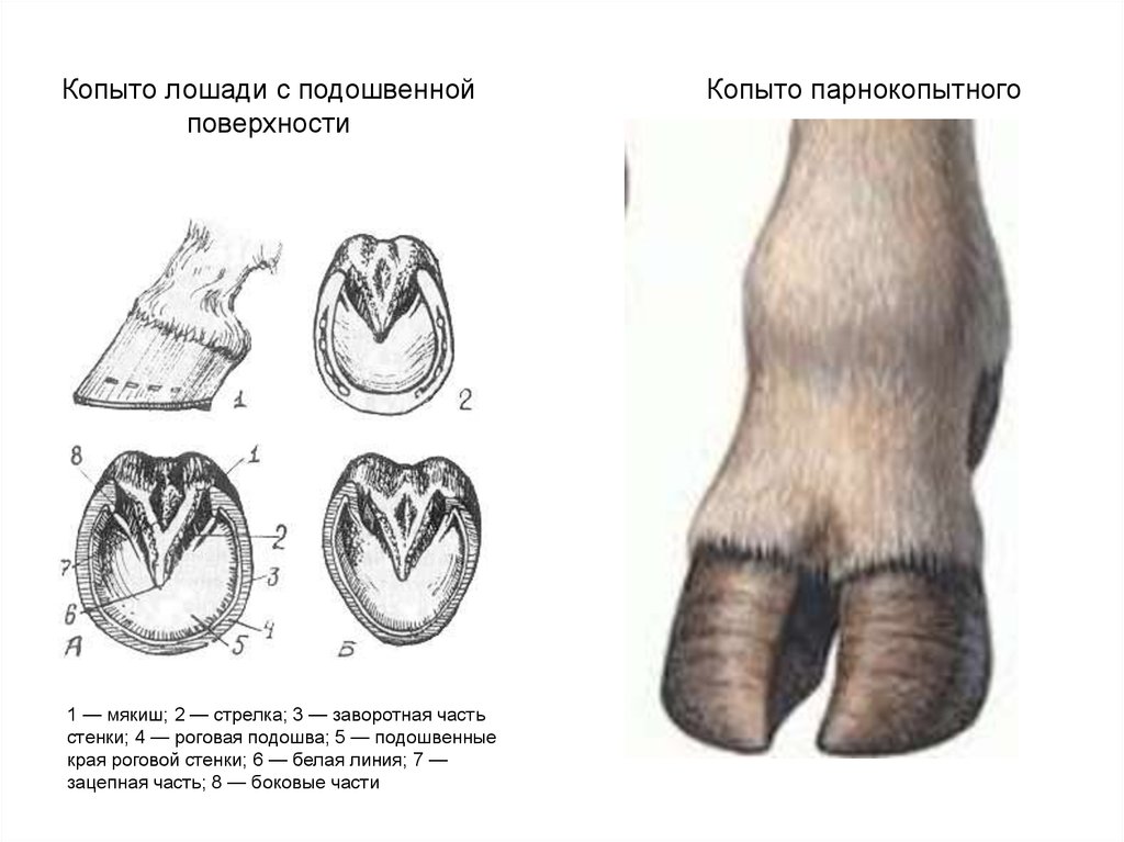 Копыто свиньи рисунок