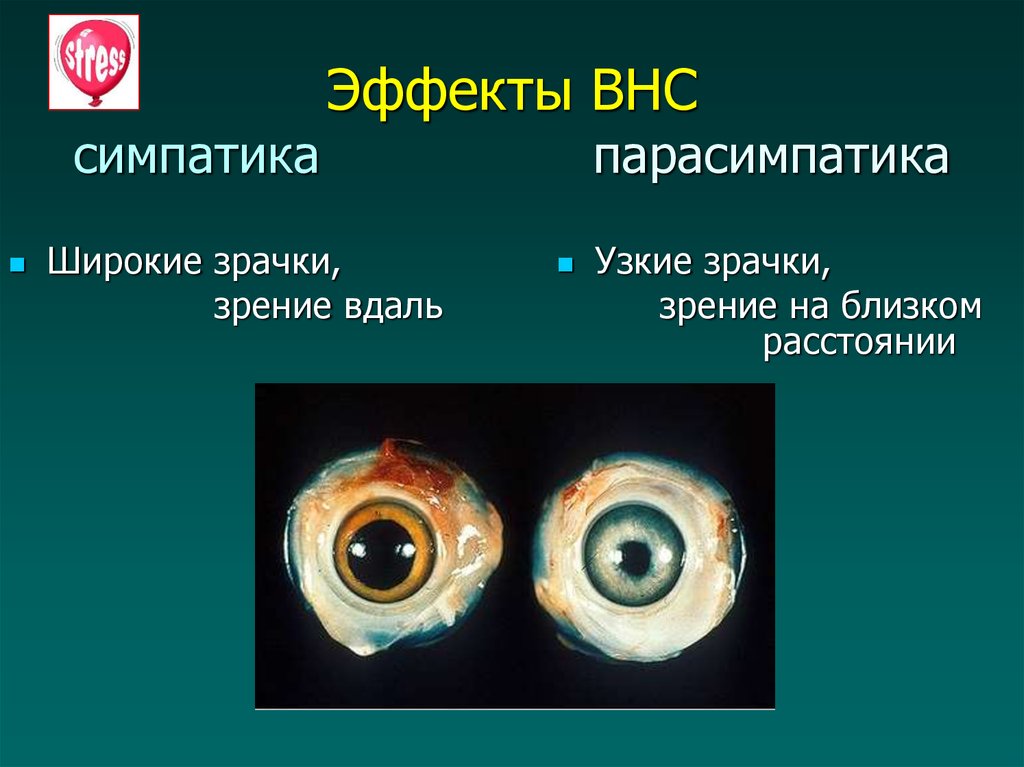 Какой отдел вегетативной нервной системы контролирует изменение зрачка глаза на рисунке