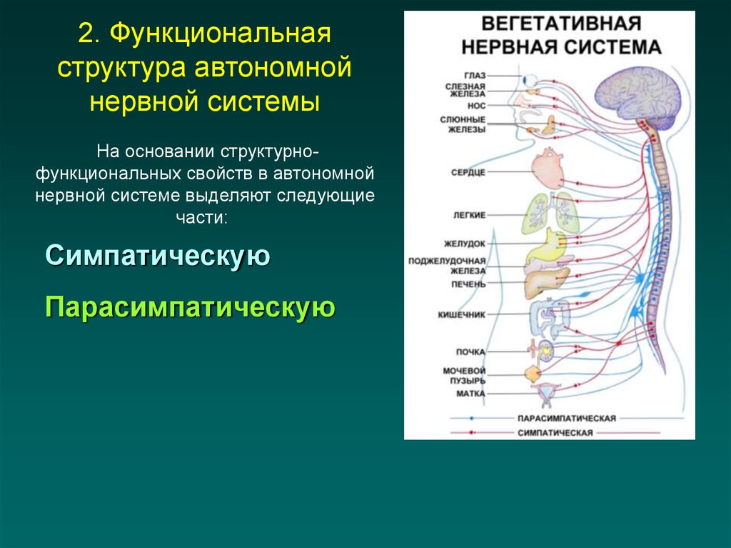 Иерархия нервной системы