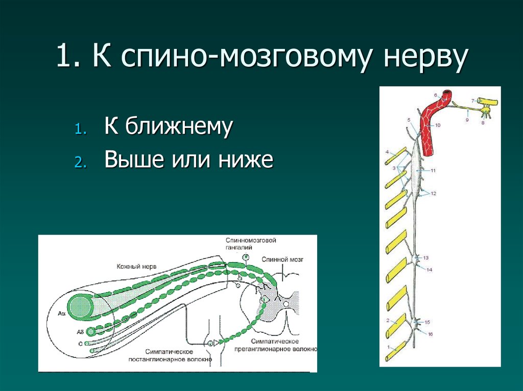 Восстановление вегетативной системы