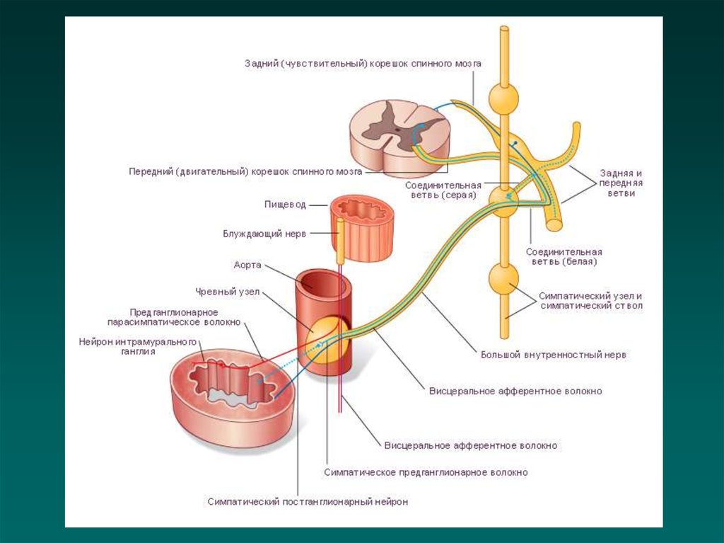 Нервные узлы и нервные стволы. Симпатический ствол анатомия схема. Превертебральные узлы симпатического ствола. Паравертебральные симпатические ганглии. Паравертебральные симпатические узлы.