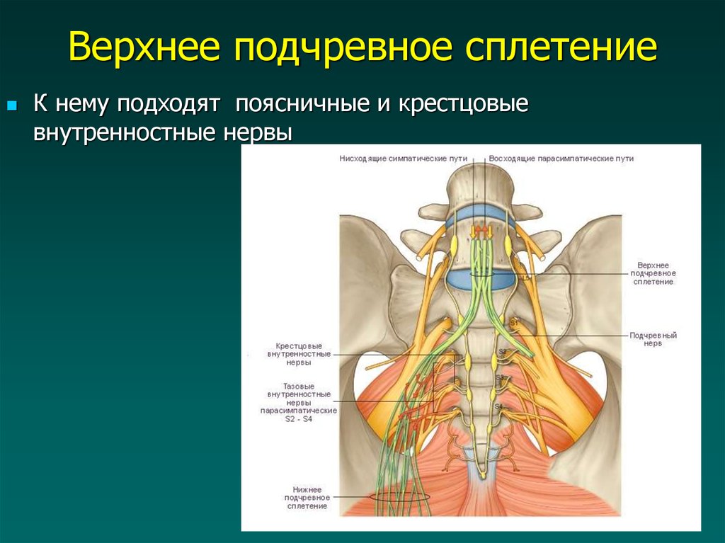 Нервные узлы сплетения. Верхнее чревное сплетение. Поясничное сплетение анатомия. Верхнее и нижнее подчревное сплетение. Вегетативное нервное сплетение Ауэрбаха.
