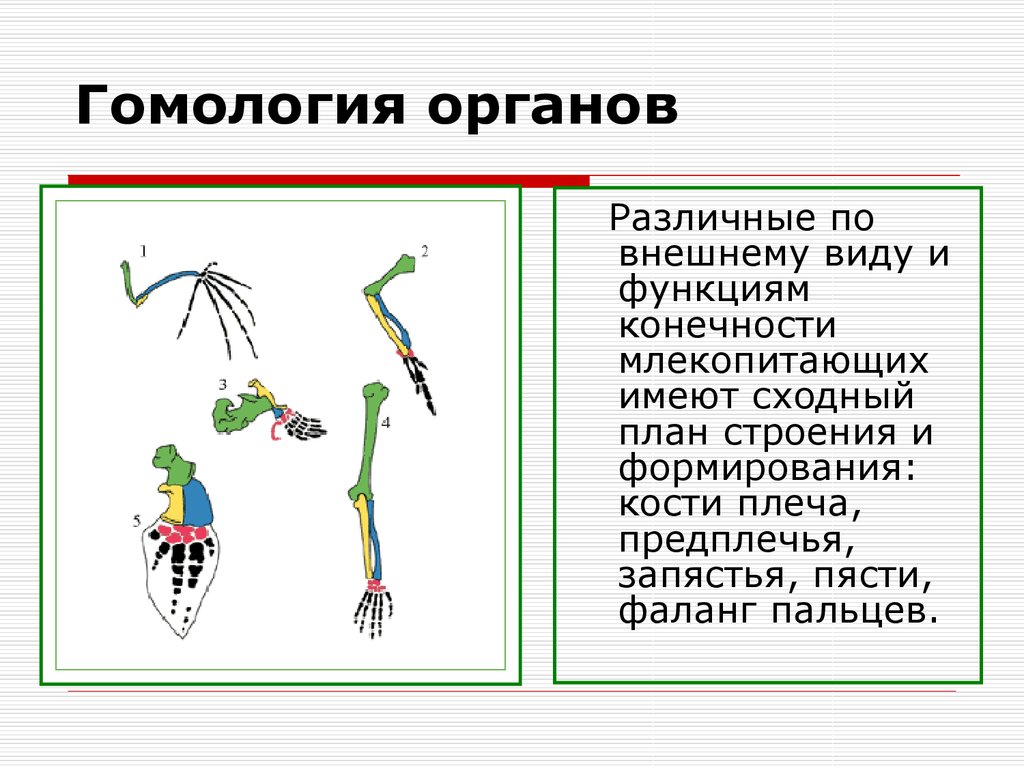 Типы органов