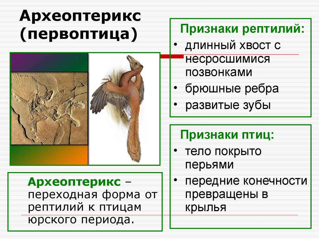 Археоптерикс обитал