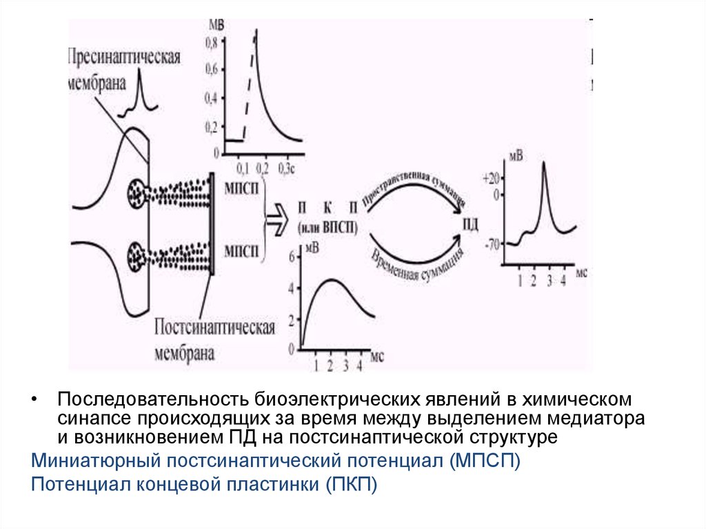 Потенциал концевой пластинки. Постсинаптический потенциал концевой пластинки. Миниатюрный потенциал концевой пластинки. Биоэлектрические явления в нервной и мышечной тканях анатомия. Миниатюрные постсинаптические потенциалы.