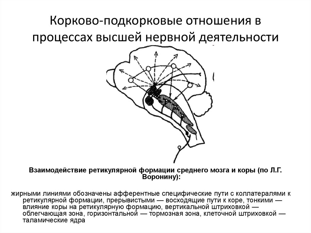 Процесс торможения в коре головного мозга. Корково подкорковый синдром. Корковые и подкорковые центры мозга. Подкорково корковые взаимодействия. Центральная нервная система, корковые и подкорковые центры..