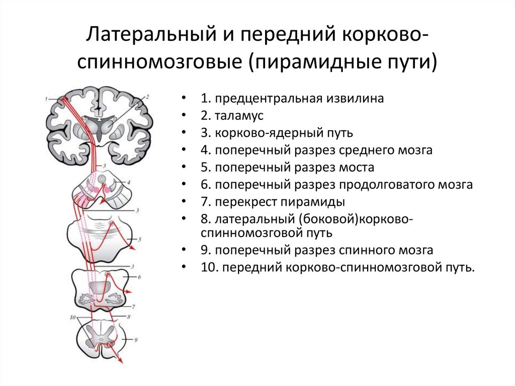 Схема пирамидальных путей