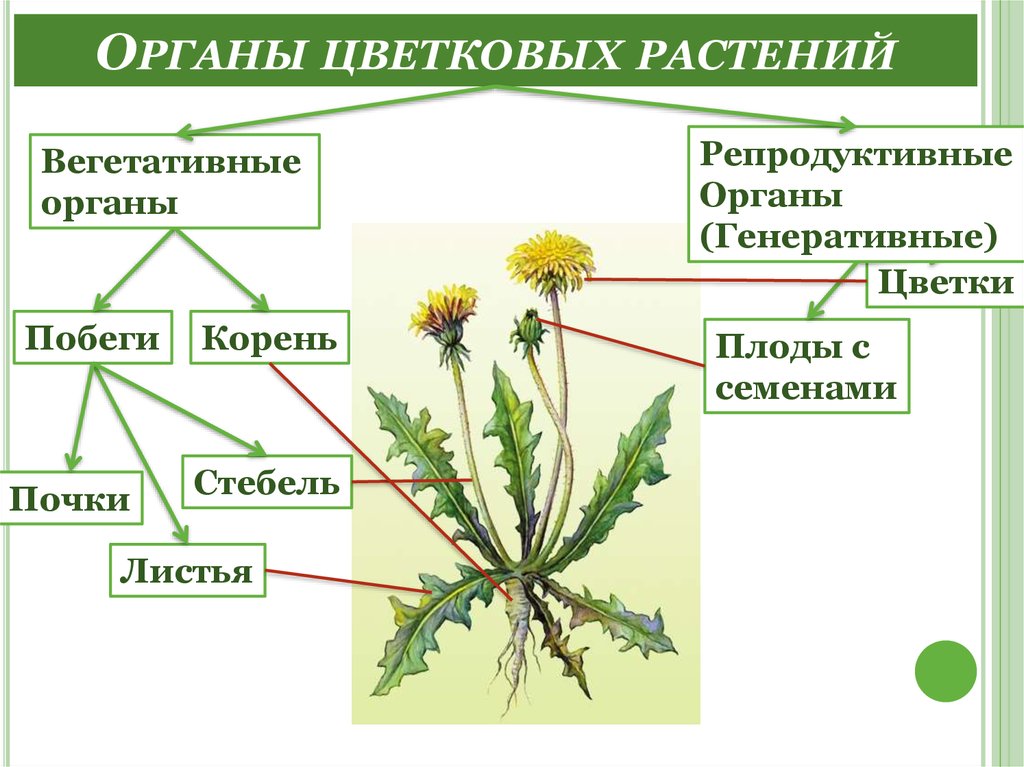 Доклад: Изучение органов растений