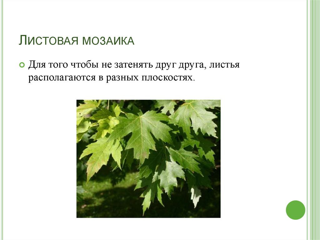 Мозаика биология. Листорасположение листовая мозаика. Что такое листовая мозаика в биологии 6 класс. Листовая мозаика представляет собой. Листовая мозаика у листьев.