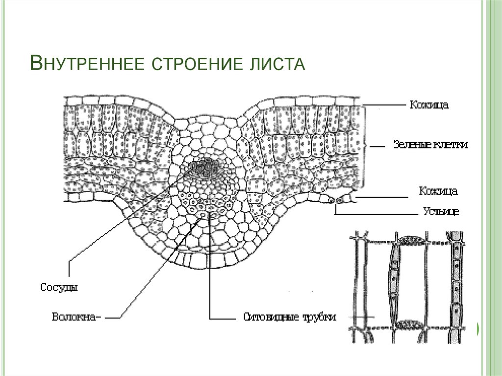 Внутреннее строение листьев. Поперечный срез листа строение. Схема строения листа двудольного растения. Поперечный срез листа ЕГЭ. Внутреннее строение листа поперечный срез.