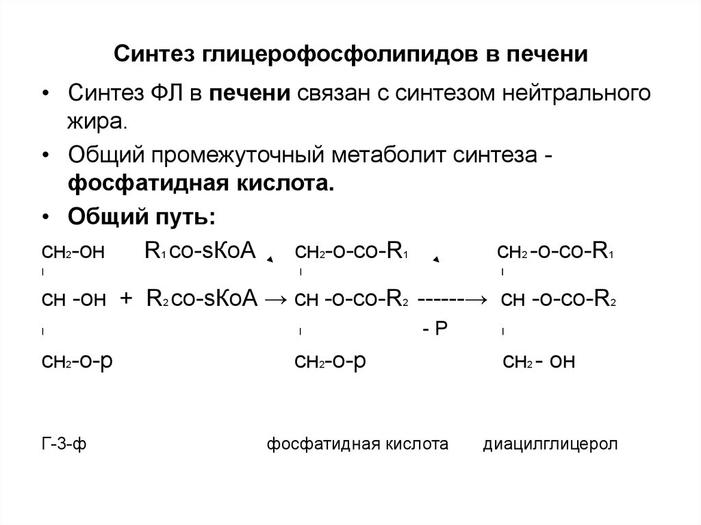 Синтез жиров происходит. Схема синтеза глицерофосфолипидов. Синтез глицерофосфолипидов из Серина биохимия. Схема синтеза глицерофосфолипидов биохимия. Схема синтеза триацилглицеролов и глицерофосфолипидов.