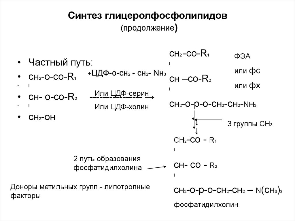 Синтез жиров в кишечнике. Синтез триглицеридов и фосфолипидов. Схема синтеза фосфолипидов. Синтез глицерофосфолипидов биохимия. Реакции синтеза глицерофосфолипидов.