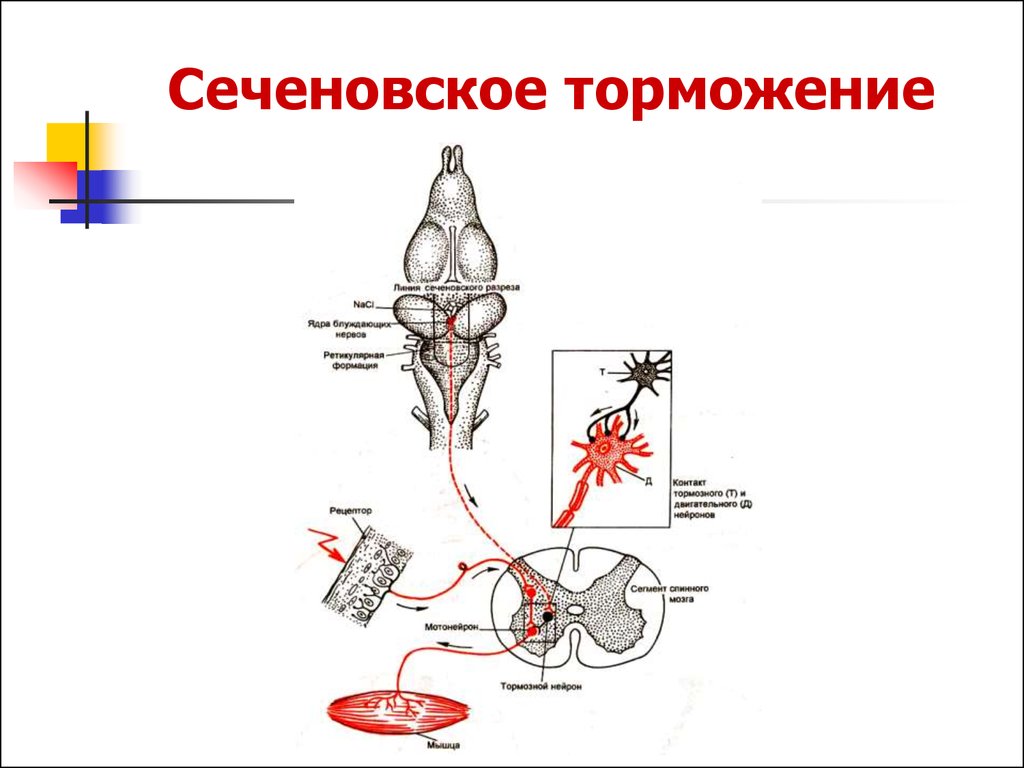 Механизм торможения. Нейрофизиологический механизм Сеченовского торможения в ЦНС схема. Схема опыта Сеченова механизм торможения. Центральное торможение Сеченова схема. Схема Сеченовского торможения.