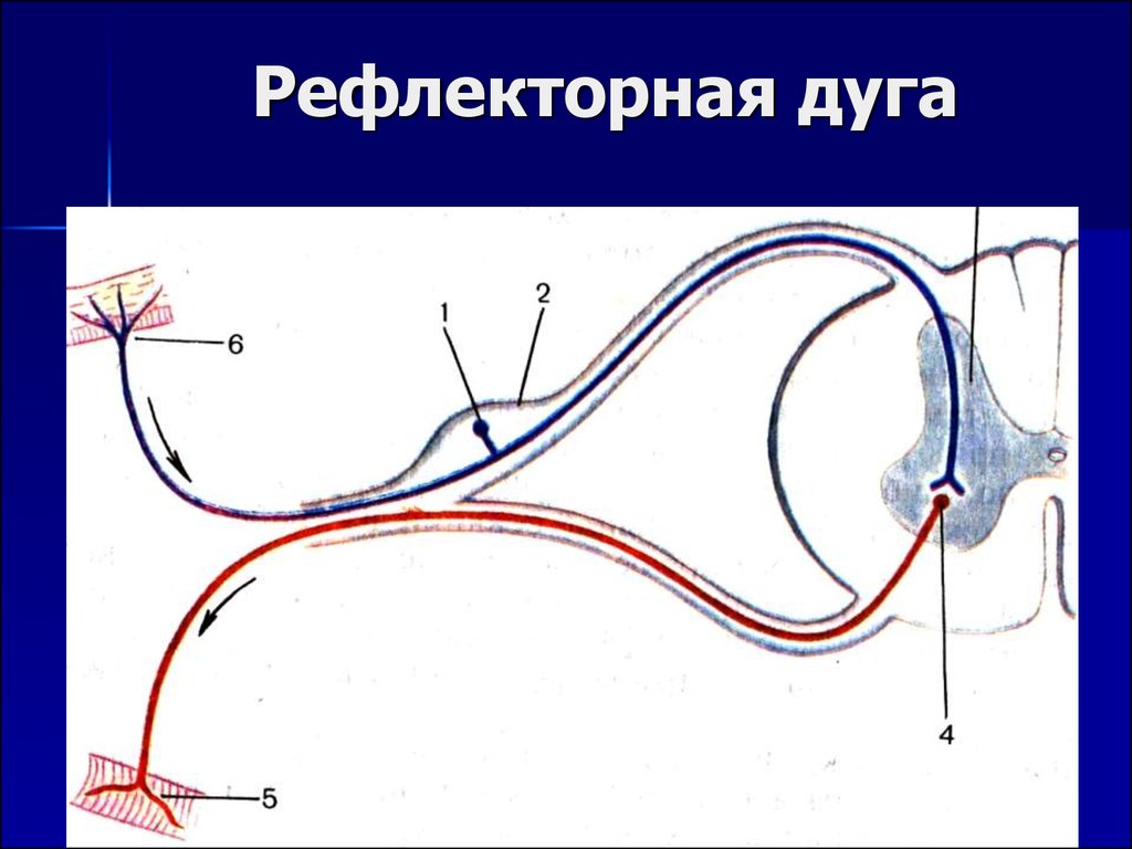 Схема работы рефлекторной дуги