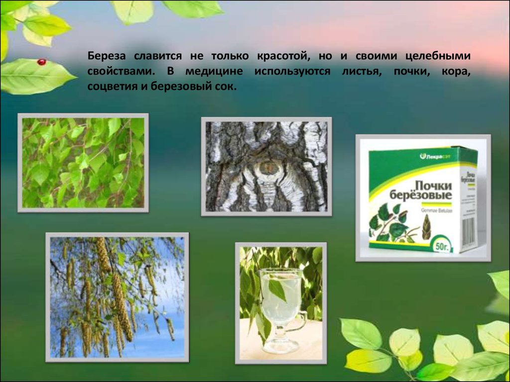 Листья и почки березы. Берёзовые листья для чего используют в медицине. Экологические особенности рода липы. Род лип экология.