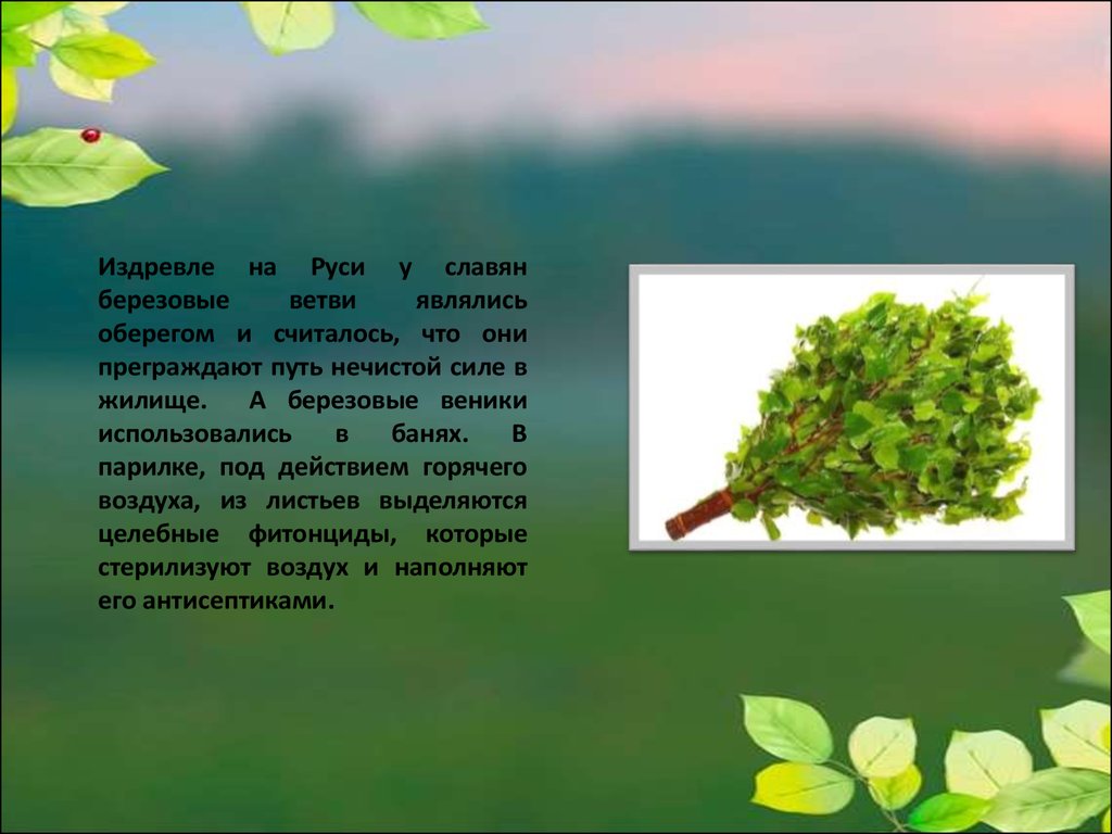 Древесные растения определение