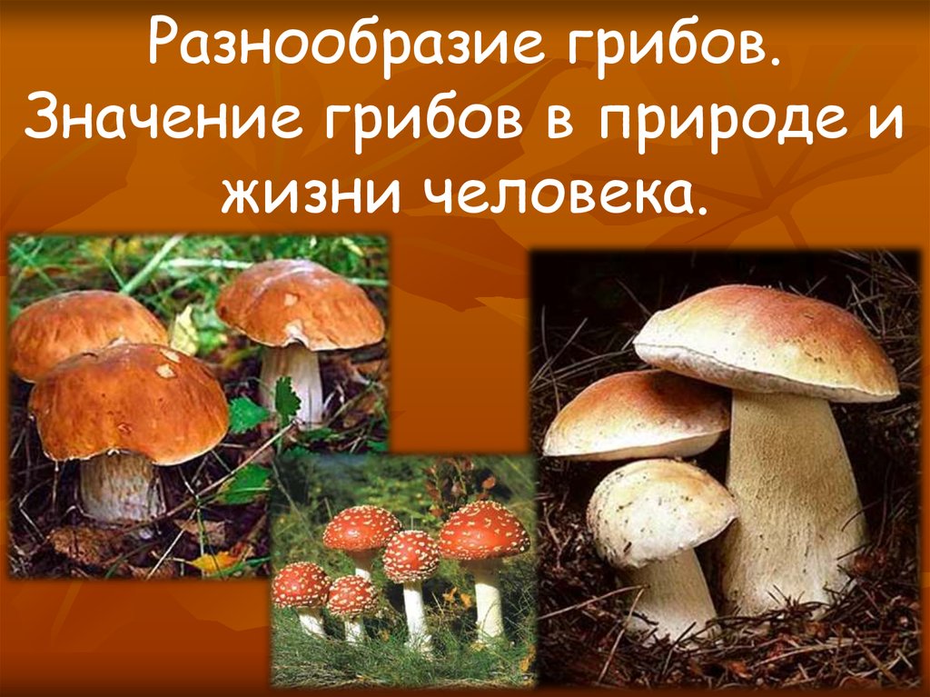 Срок жизни грибов. Разнообразие грибов в природе. Многообразие грибов в жизни человека и в природе. Грибы в жизни человека и в природе. Значение грибов в природе и жизни человека.