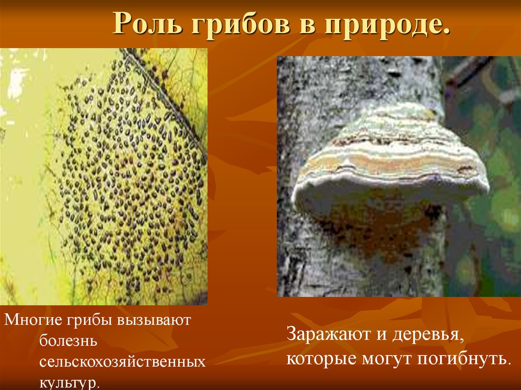 Сообщение значение грибов в природе. Роль грибов в природе. Роль грибов в природе и жизни человека. Отрицательная роль грибов. Грибы в жизни человека и в природе.