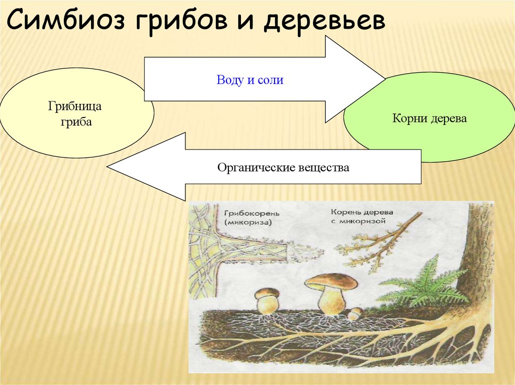 Корни грибов как называется. Строение грибов симбионтов. Питание грибов симбиоз. Симбиоз грибов и деревьев. Симбиоз гриба и деревеа.