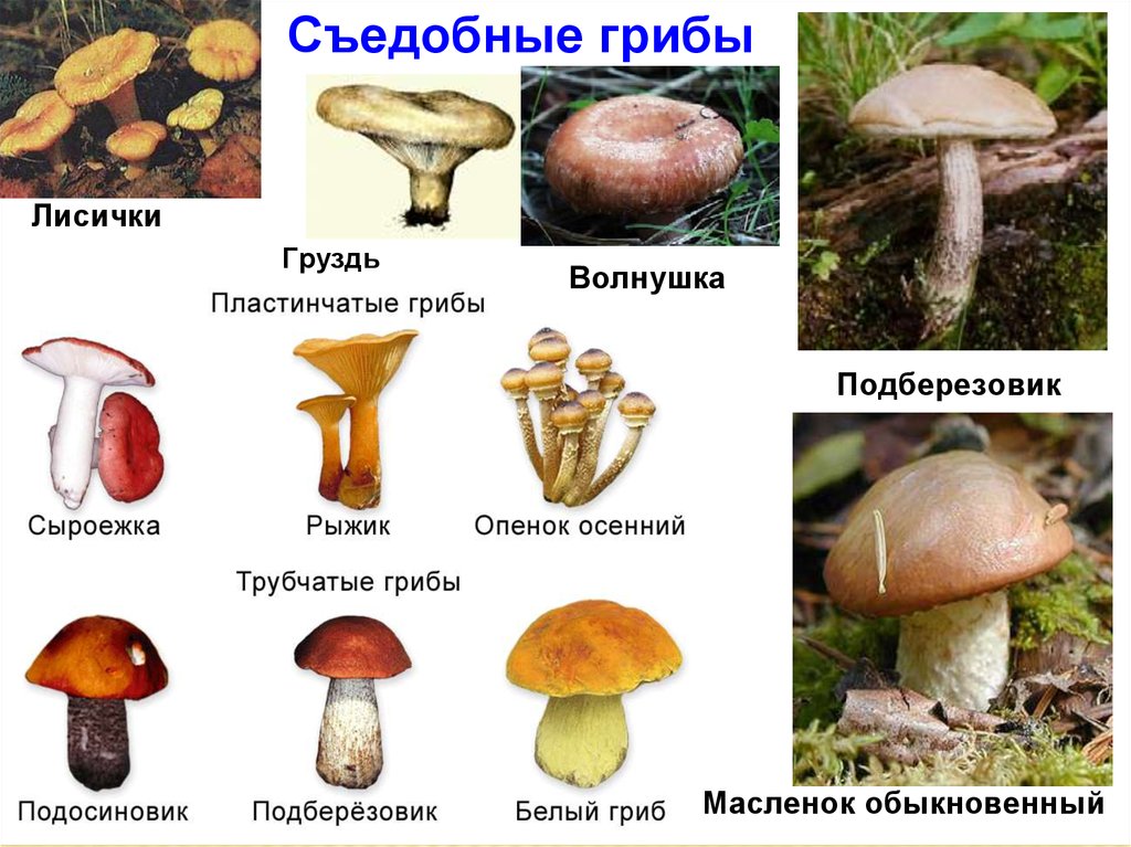 Подберезовик трубчатый или пластинчатый. Условно съедобные грибы названия грибов. Условно-съедобные грибы Шляпочные. Грибы сдобые и не съедобные. Описание съедобных грибов.