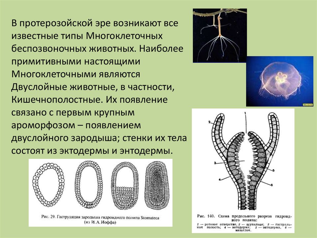 Многоклеточные организмы возникли в эру. Двуслойные животные, в частности, Кишечнополостные. Зародышевые листки кишечнополостных. Типы многоклеточных животных. Кишечнополостные многоклеточные животные.