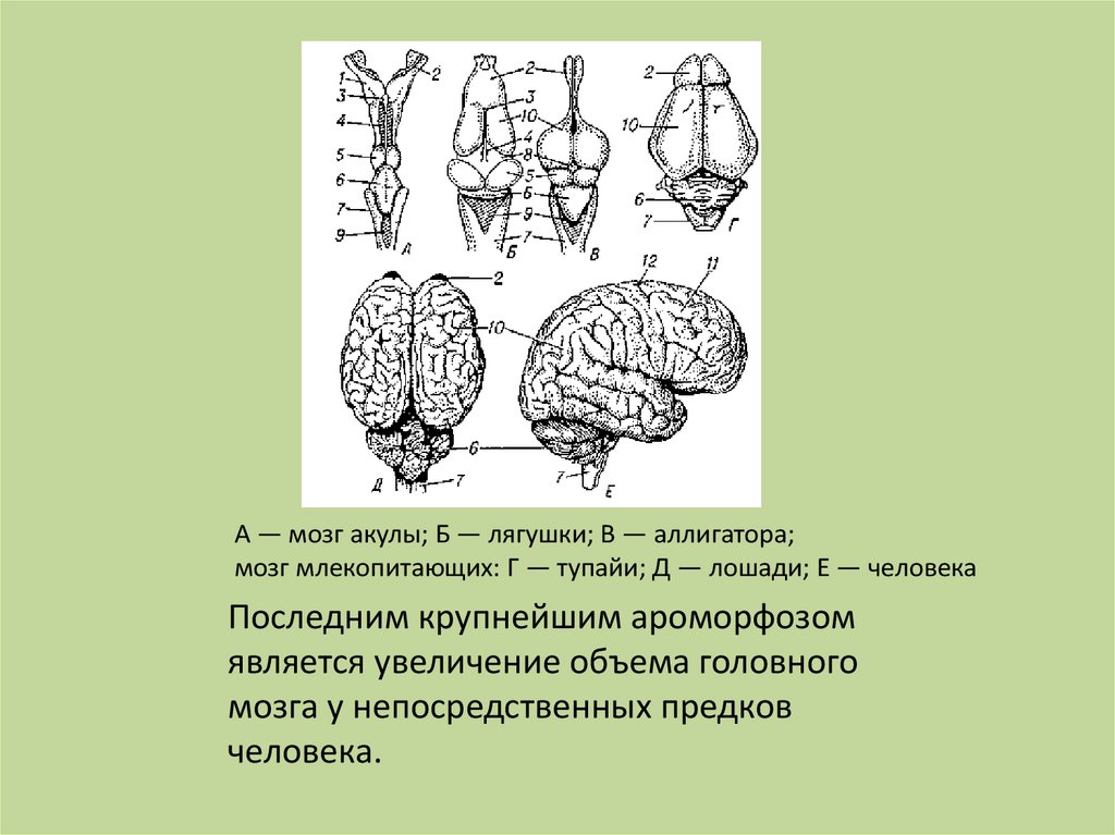 Ароморфозы покрытосеменных. Ароморфоз головного мозга у млекопитающих. Мозг аллигатора. Разделы мозга млекопитающих. Головной мозг ароморфоз.