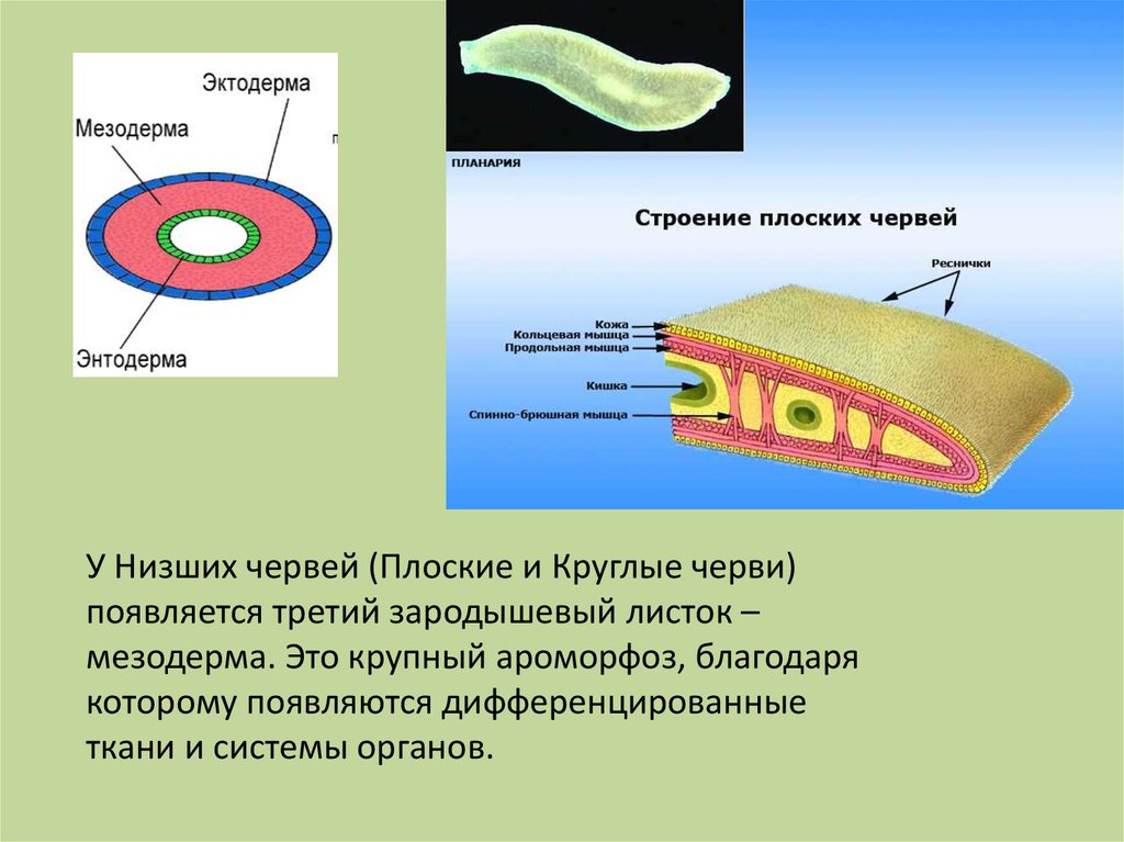 Появление третьего слоя клеток. Плоский червь и эктодерма мезодерма. Плоские черви мезодерма. Зародышевые листки плоских червей. Мезодерма у плоских червей.