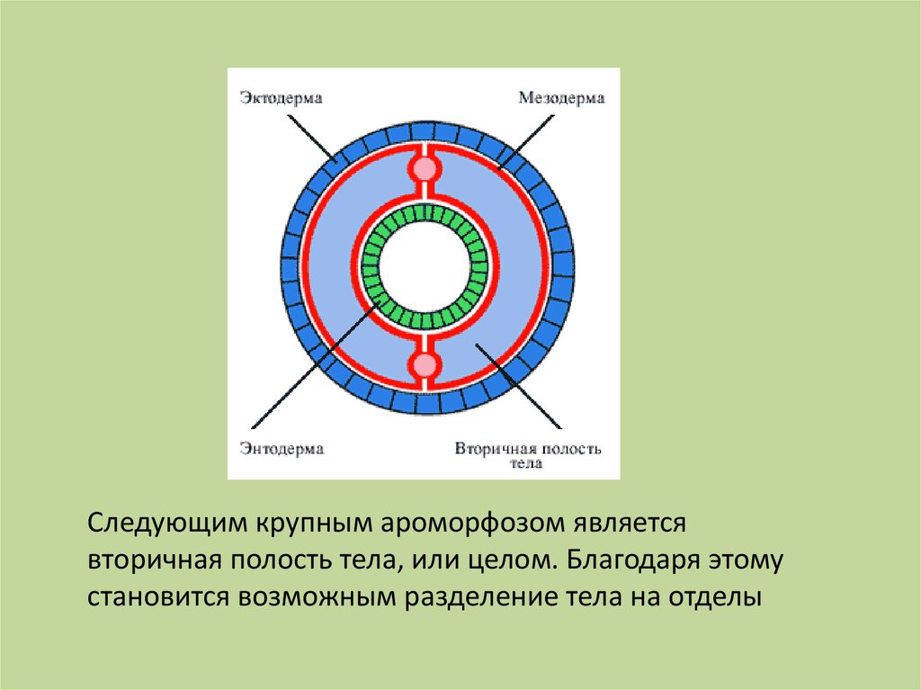 Вторичная полость. Полость тела круглых червей вторичная целом. Первичная полость тела и вторичная полость тела. Вторичная полость тела у червей. Вторичная полость целом.