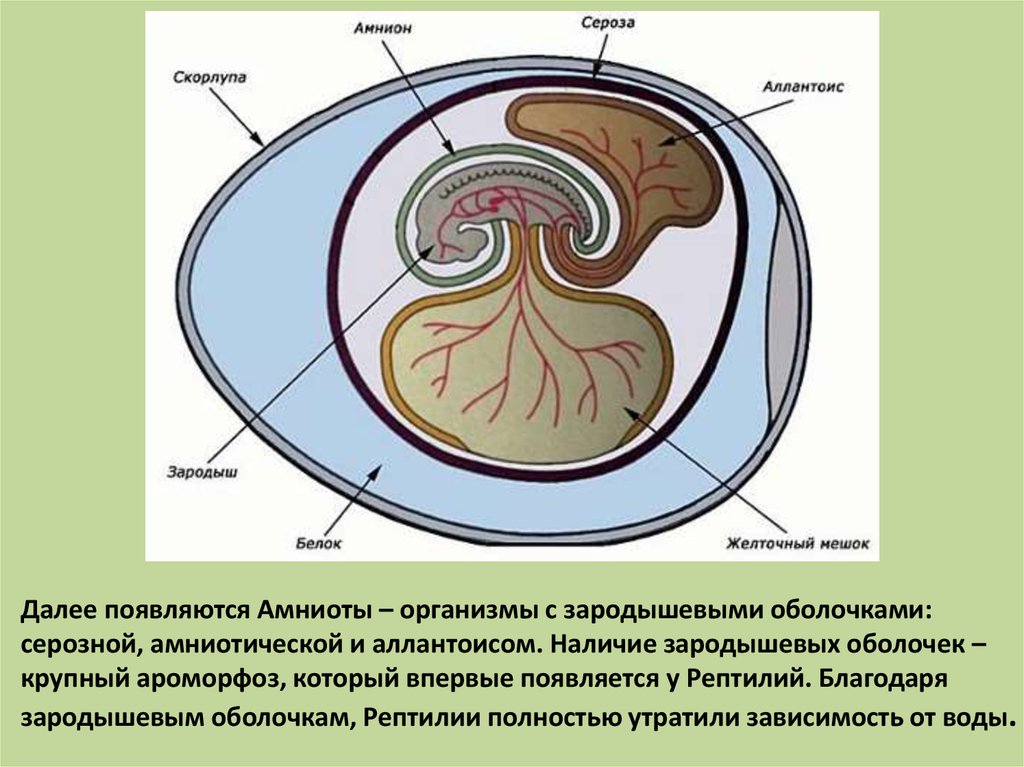 Зародыш в белке. Зародышевые оболочки яйца. Эмбрион амниот. Амнион и аллантоис. Строение зародыша амниот.